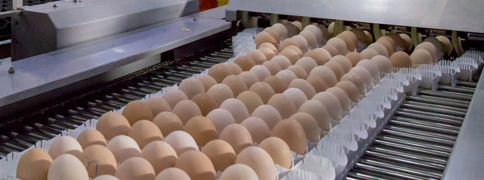 Rothex: Traceability of eggs has never been easier than with GS1 standards