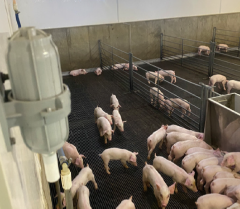 Union Farms: A leading pork producer achieves carbon neutrality in the name of sustainability