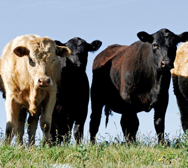 Saving the meat industry over $200 million each year