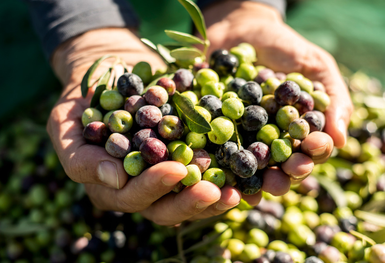 QUHOMAtrace: Unique combination of IoT and traceability data provides unparalleled upstream visibility for agri-food stakeholders