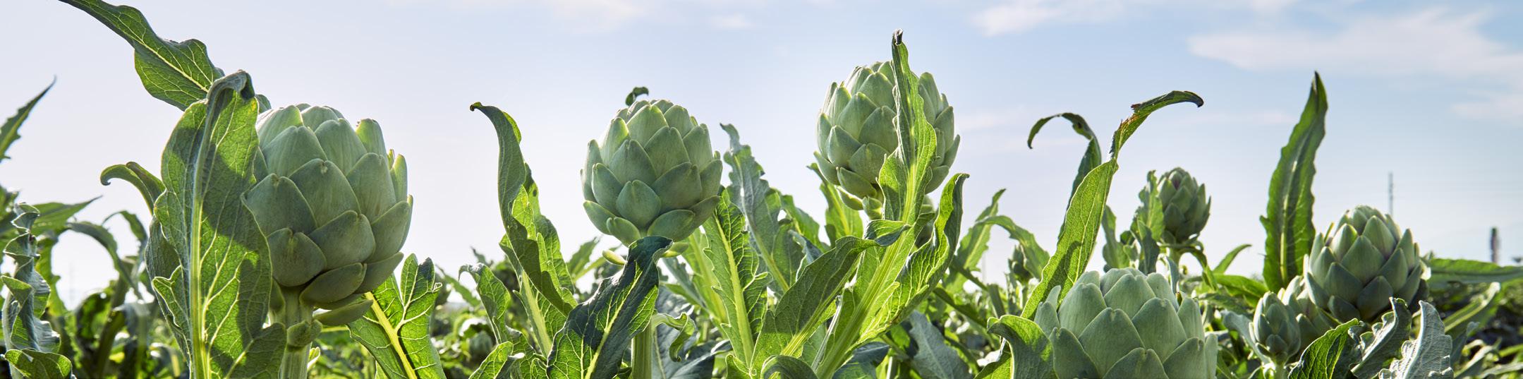 Ocean Mist Farms: End-to-end produce traceability translates to end-to-end efficiencies and food safety